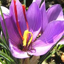 Jardin Tarn. Fleurs de Safran, Crocus